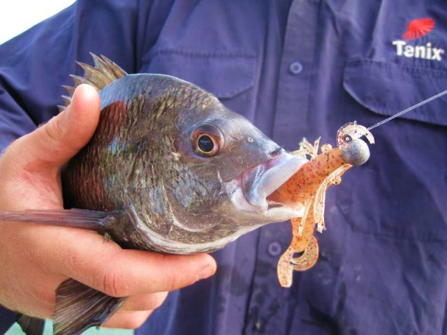 plastics bream